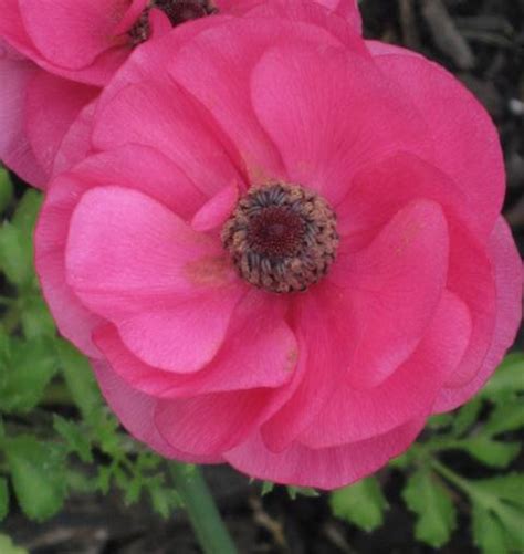 Anemones Hot Pink