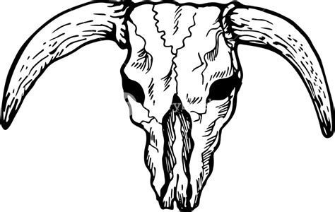 Texas Longhorn Bull Skull Royalty-Free Stock Image - Storyblocks