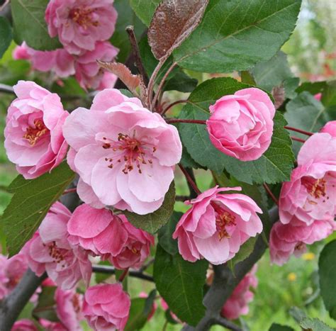 Саженцы яблони бренди мэджик купить в Москве по цене от 690 рублей