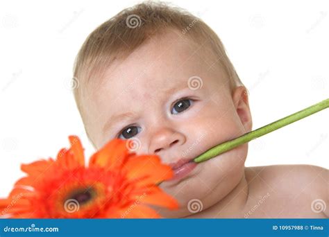 Cute Baby With Flower In Teeth Stock Photo Image Of Body Infant