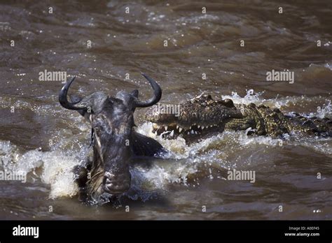 Crocodile attack on wildebeest Mara River Africa Stock Photo - Alamy