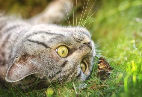 Green Witch Diaries: Catnip - WITCH