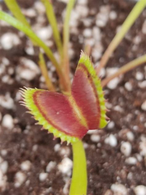 Dionaea Muscipula Boutique De Plantes Carnivores Eden Carnivore