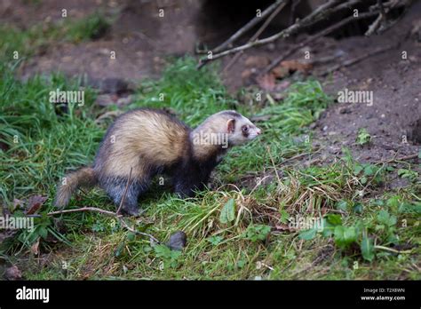 Frettchen, Mustela putorius furo, ferret Stock Photo - Alamy