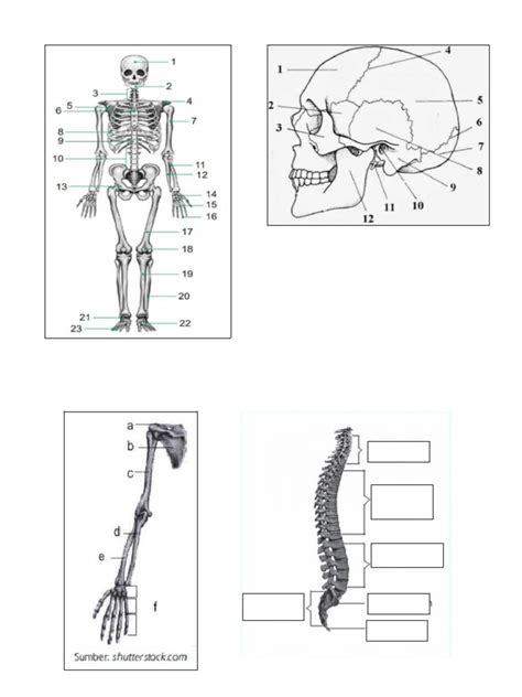 Sistem Rangka Pdf