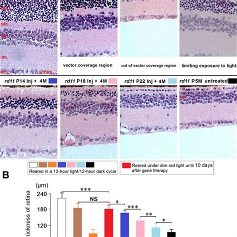 LPCAT1 Rod Rhodopsin And Cone Opsin Expression Following AAV8 Y733F