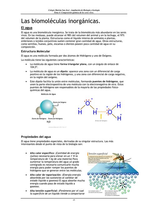 SOLUTION Biomoleculas Inorganicas Studypool