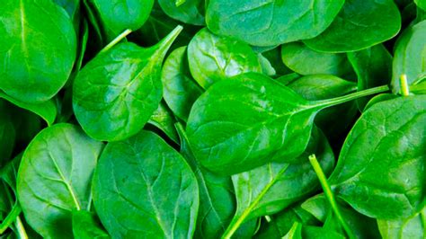 Vegetales De Hojas Verdes Beneficios Y Propiedades Infobae