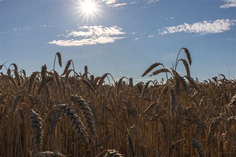 Wheat Grain Agriculture Free Photo On Pixabay Pixabay