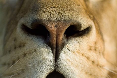 vibrant lion nose color symbolism  significance