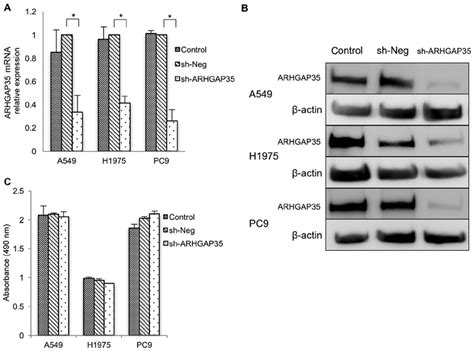 A ARHGAP35 MRNA And B Protein In Cells With And Without ARHGAP35