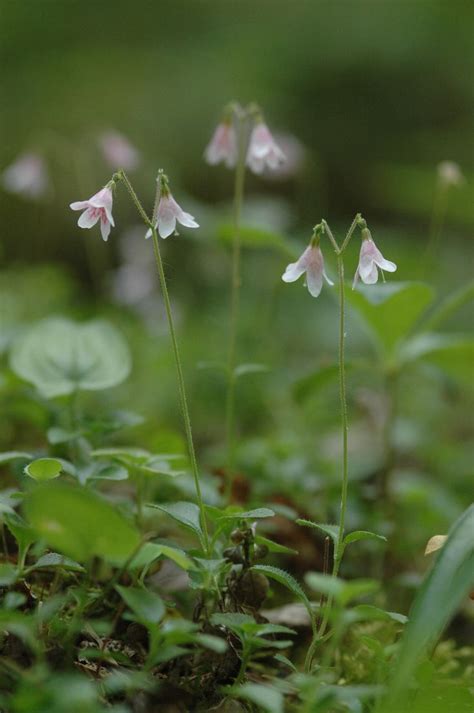 Twinflower I Vilde Blomster Haver Blomster