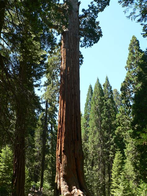 General Grant Grove