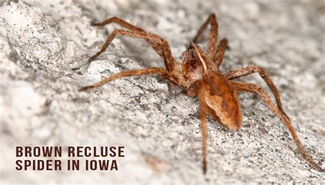 Basement Bedroom Spiders Basement Bedroom Ideas