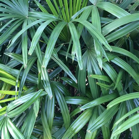 Lady Palm Michael Flaugh Landscape Architect