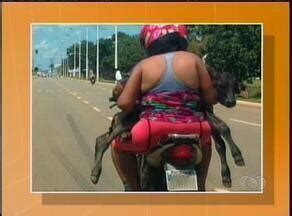 Bom Dia Tocantins Casal Flagrado Transportando Bezerro Em