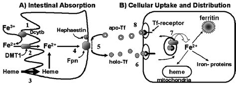 Intestinal absorption and cellular uptake of iron. ( A ) Dietary iron ...