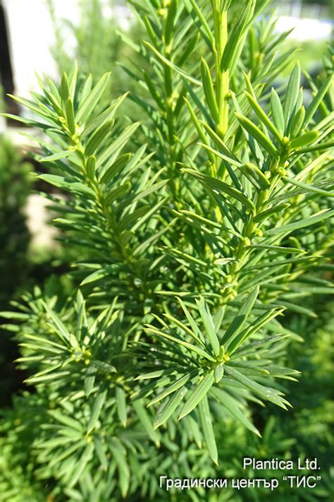 Taxus media 'Hicksii' - Градински център и разсадник Тис