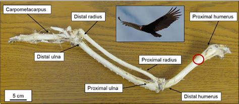 Bird Wing Bone Anatomy