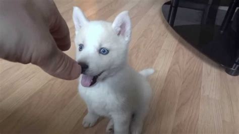 healthy loving siberian husky puppies text    westerville  sale cincinnati pets dogs