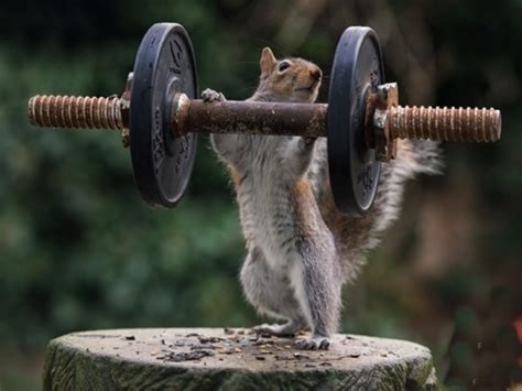 nhung hinh anh dong vat hai huoc va ngo nghinh nhat the gioi 10 Thư viện Ảnh đẹp hot nhất 2016