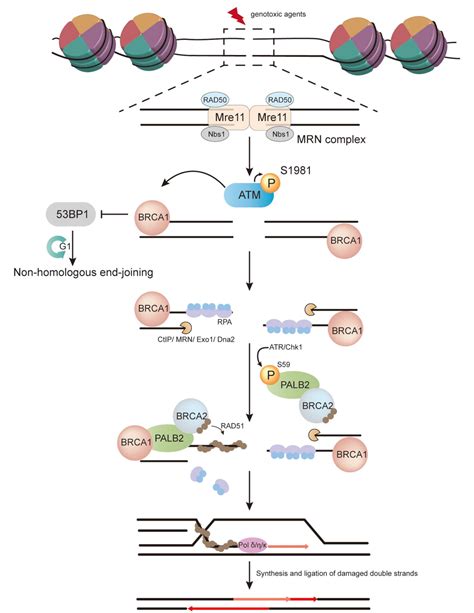 Figure From Molecular Mechanisms Of Palb Function And Its Role In