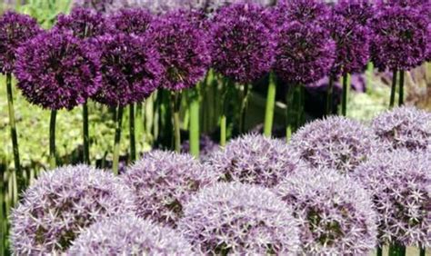 Индийский чеснок фото – Декоративный чеснок – посадка и уход, фото