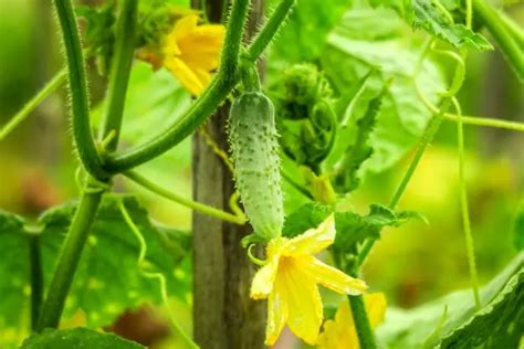 El Paso A Paso De Cultivar Pepino En Maceta Siempre Listo En Casa