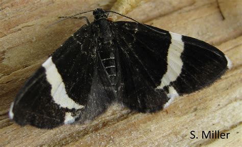 White Striped Black Trichodezia Albovittata Guenée 1857