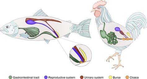A teleost structural analogue to the avian bursa of Fabricius - Løken ...