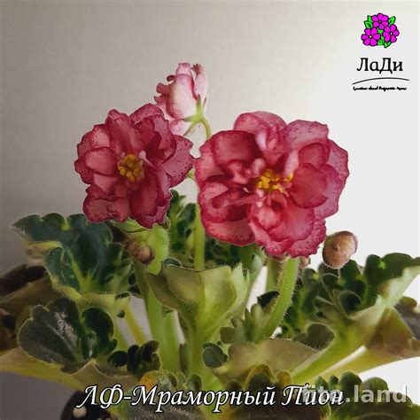 Фиалка ЛФ-Мраморный Пион
