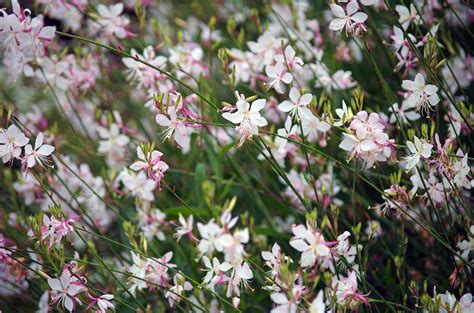 Гаура растение (67 фото)