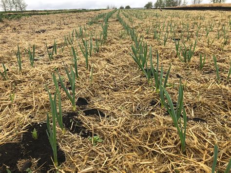 Growing Great Garlic Parkland Peonies