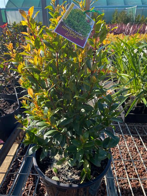 Syzygium Hinterland Gold 25cm Plant Mega