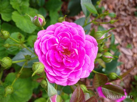 РОЗА БЛЮ БОЙ/Blue Boy | Цветочная Рапсодия | Дзен