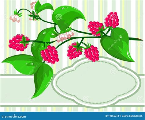 Sprig Raspberry Stock Vector Illustration Of Banner