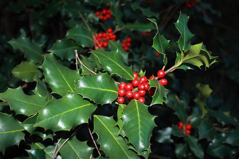 Илекс (Джел) - Dvorche.com