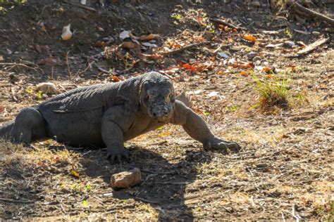 130+ Komodo Dragon Venom Stock Photos, Pictures & Royalty-Free Images ...