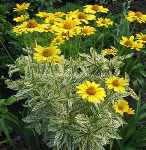 Купить семена Гелиопсис Heliopsis Variegata в Москве: доставка семян по ...