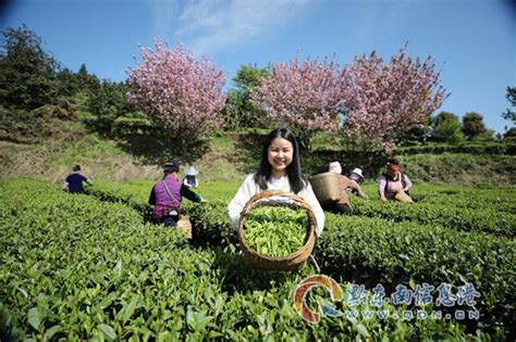 台江县：春茶采摘开启美丽乡村“茶经济” 黔东南县市新闻 台江 黔东南信息港