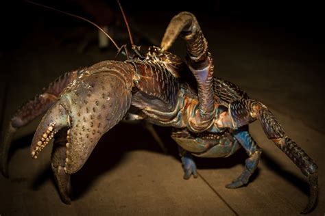 Biggest Crab In The World Ever Caught