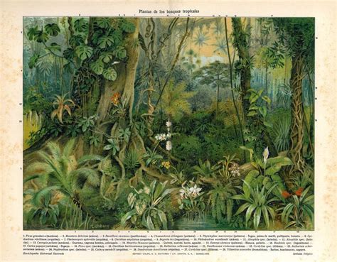 Image Result For Jungle Lithograph Prints 1800s Botanical