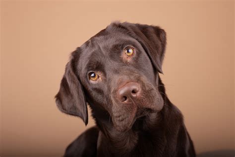 Wachstum Und Entwicklung Wann Ist Ein Labrador Ausgewachsen