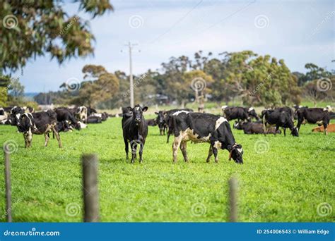 Stud Angus Wagyu Murray Grey Dairy And Beef Cows And Bulls Grazing