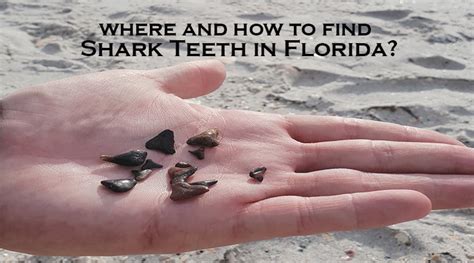 Where And How To Find Shark Teeth In Florida Snorkel Around The