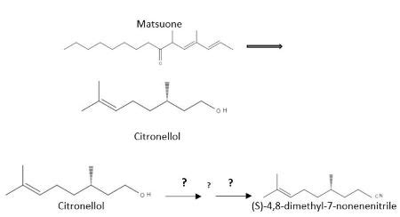 A Compound Known As Mature Is The Sex Pheromone Of The Pine Bat Scale And It Was Synthesized In