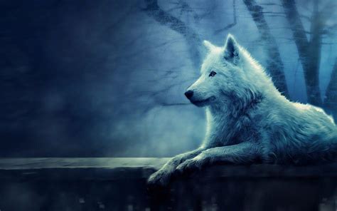 Lone Wolf Wallpapers - Wallpaper Cave