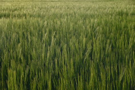 Wheat Fields Crop Cereals Free Photo On Pixabay Pixabay