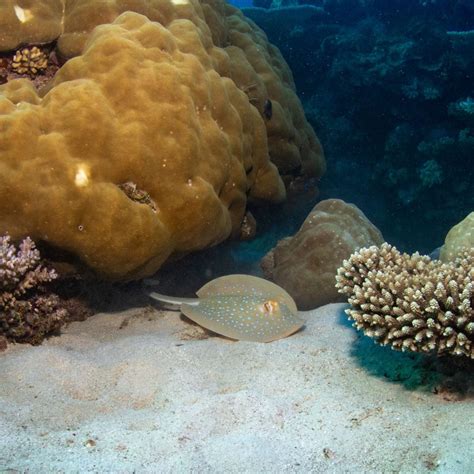 Great Barrier Reef, Australia—It's the largest living thing on Earth.