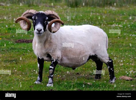 Highland Sheep Scotland Ram High Resolution Stock Photography And